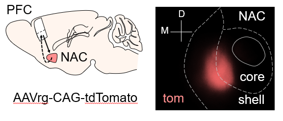 Addgene: AAV Data Hub - pAAV-CAG-tdTomato (codon diversified) in